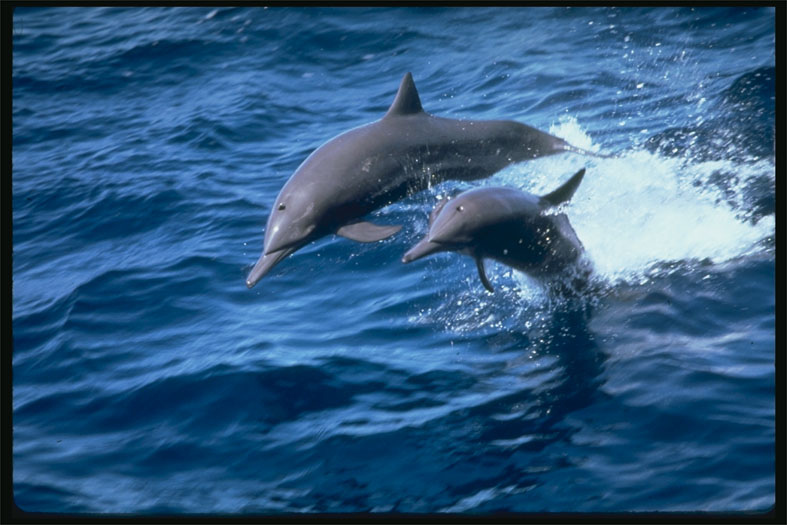 delfines.jpg